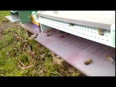 Карника Майкопского пчелопитомника