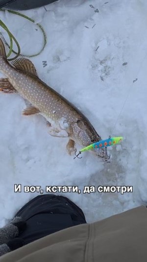 Дима Елисеев считает, что на щуку удилище не должно быть «колом»! Мы с ним согласны.А вы? #Teammida