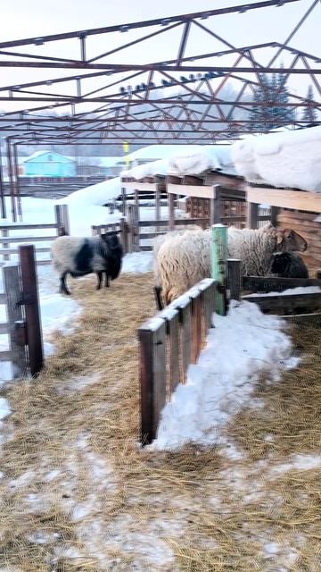 ВПЕРВЫЕ ЗАСНЯЛ, КАК бараны ВЫЯСНЯЮТ отношения! РЕАЛЬНЫЕ кадры: разбег и удар лбами! 🤯🐑