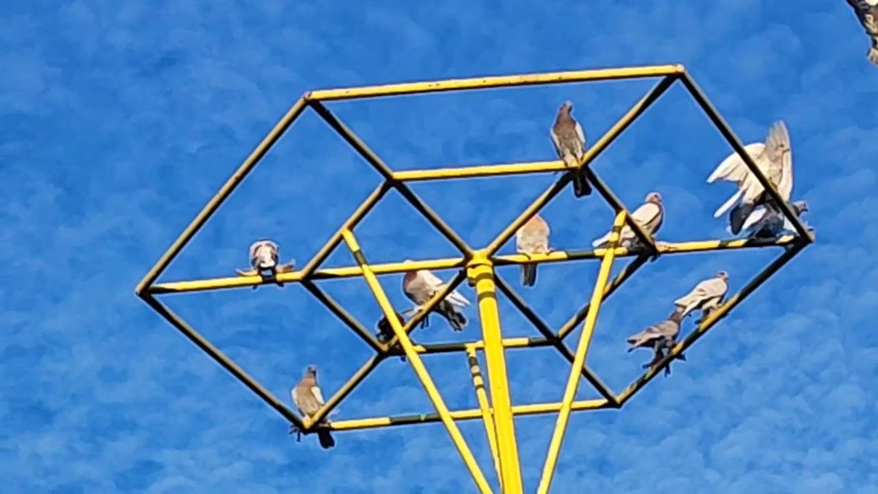 Гон голубей 19.06.22г.