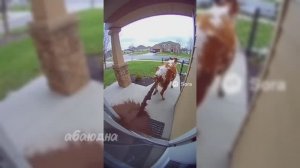 ИИ животные прикол 💩#ии #хайп #прикол #абаюдна #топ