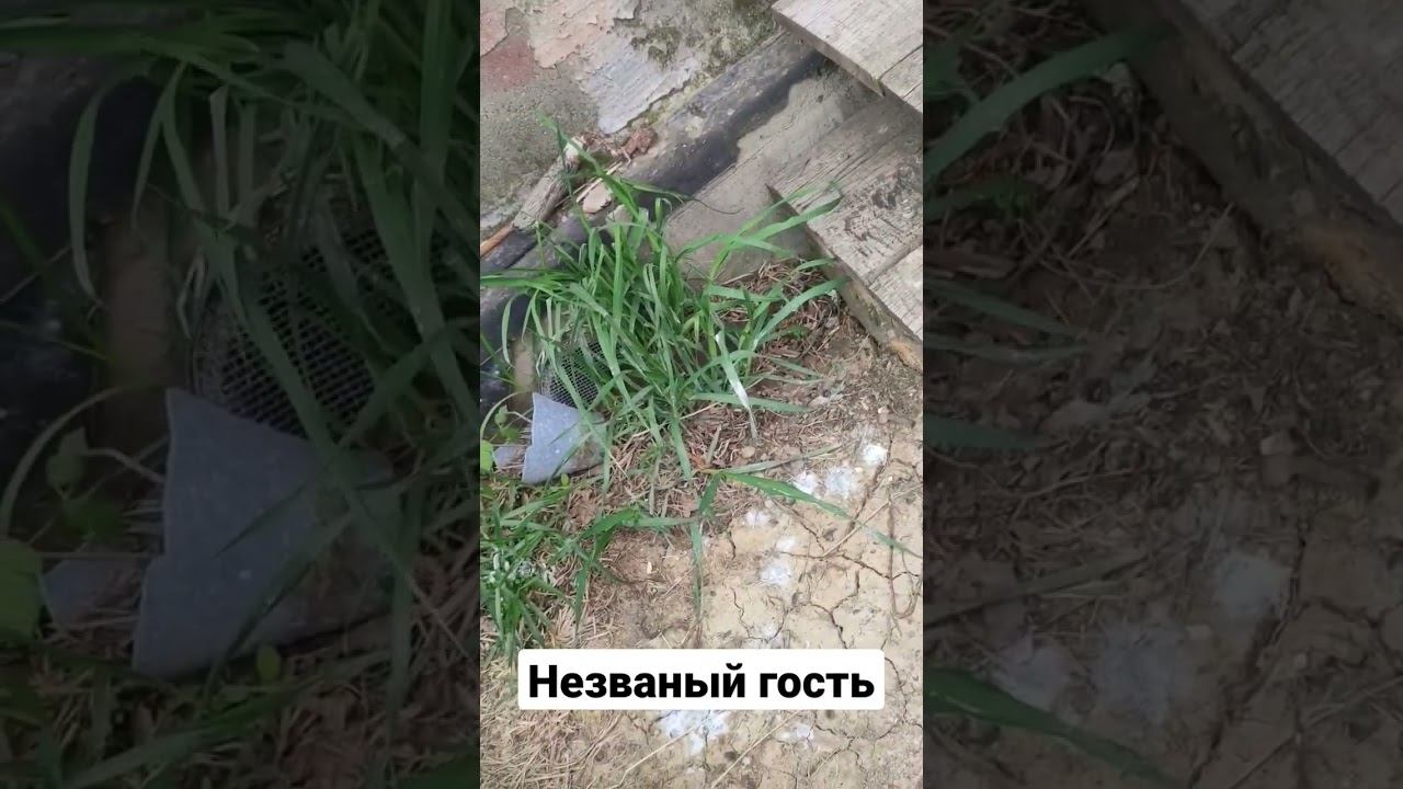 Незваный гость на рыбалке