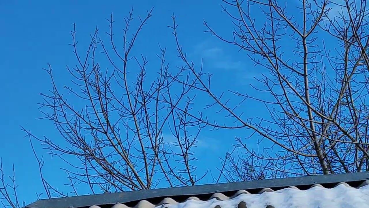 Голуб выходного дня