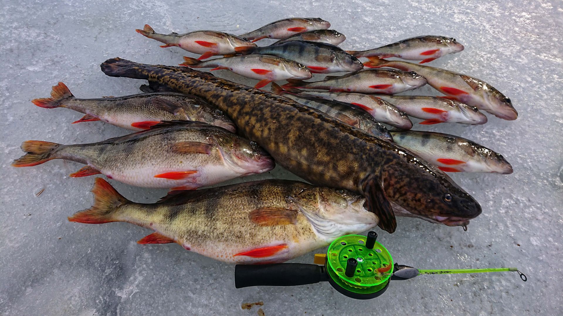 ВОТ ЭТО СЮРПРИЗ- НАЛИМ С ПЕРВОГО ЗАБРОСА!!! Невероятная Зимняя рыбалка на Богучанском вдх.! смотреть онлайн