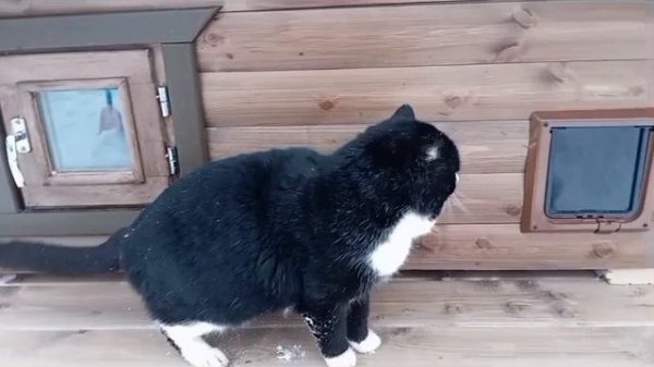 НОВИНКА!!! Будка для кошек "Феликс".