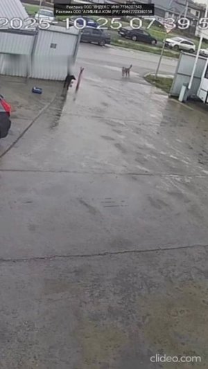 Они прям следили за ним