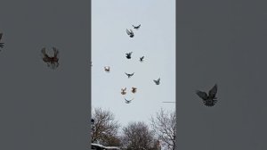 кормление (89895013708) Андрей продаются голуби