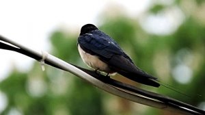 Звук природы. Птицы. Пение птицы Ласточка в деревне