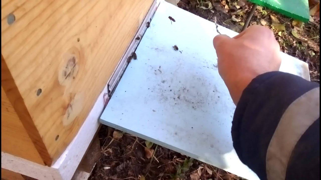 Облёт пчёл 2