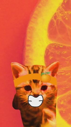 Недели котёнок Shorts (30) Orange