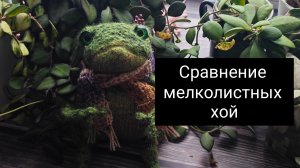 сравнение мелколистных хой