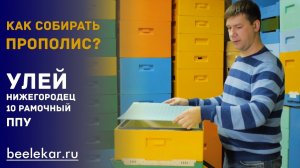 Сбор прополиса 10 рамочный  улей ППУ Нижегородец