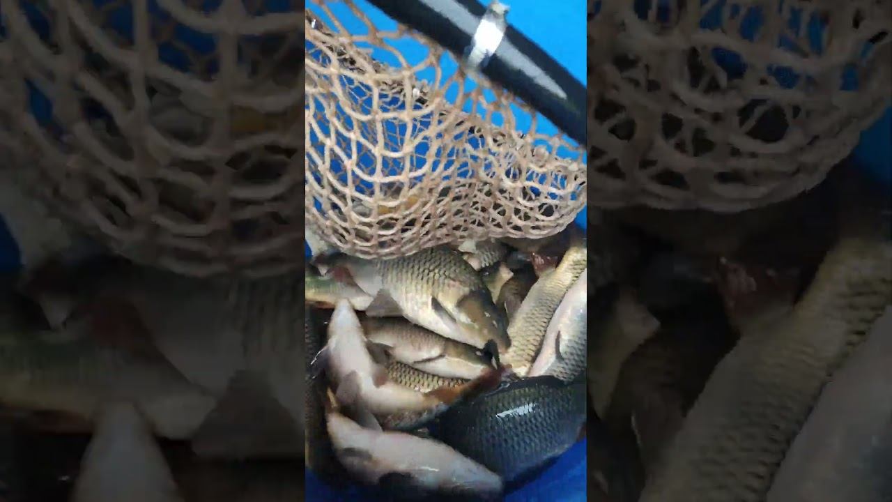 Запустили тонну карпа в пруд  #fishing #nature #платнаярыбалка #lake #рыбалка #fish #carp