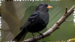 Звук природы: очаровательное пение Черного дрозда в лесу