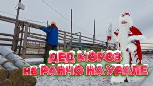ЗАБРАЛИ ЖЕРЕБЯТ | ВОЛКИ РЯДОМ | НОВЫЙ ГОД БЛИЗКО