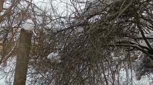 #сколько много воробьев щебечут нам весну