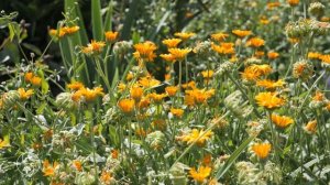 Живые звуки деревни помогут снять стресс. Цветы в деревенском палисаднике.