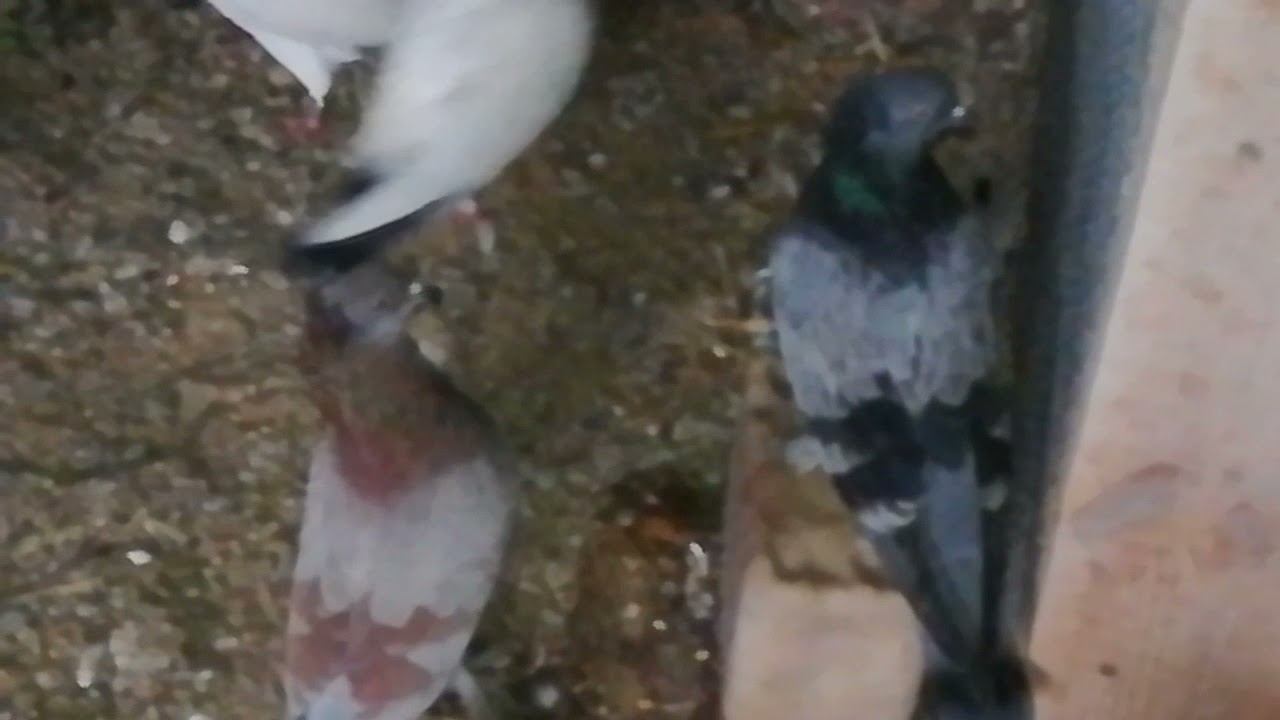 случайные метисы