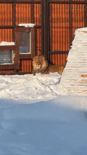 Лев Шерхан. Квест Найди кота. #шерхан_тайган #шерхан #лев #lion #юмор #zoo #animals #shortvideo