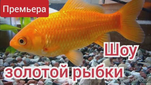 Шоу золотой рыбки, премьера смотреть онлайн