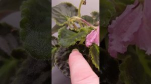 Выставочная розетка фиалки: какая она?