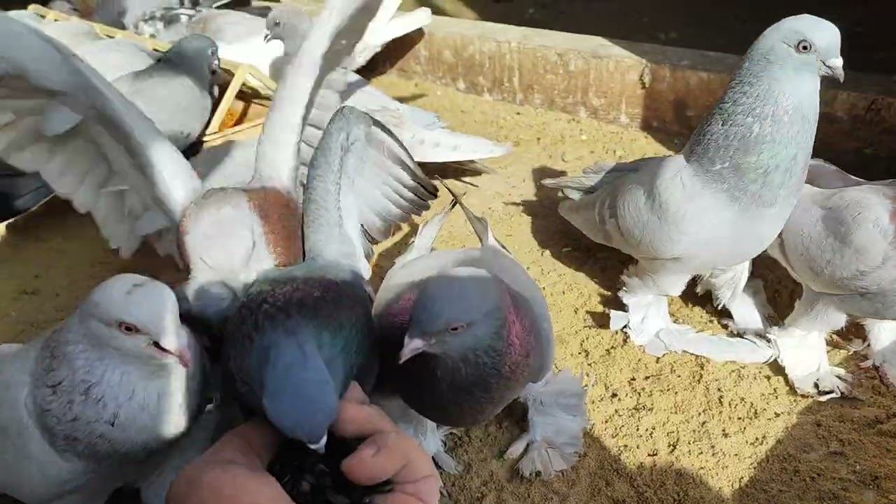 Кормлю голубей семечками с руки