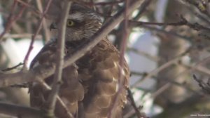 Прилетел Ястреб перепелятник и другие птицы  за окном