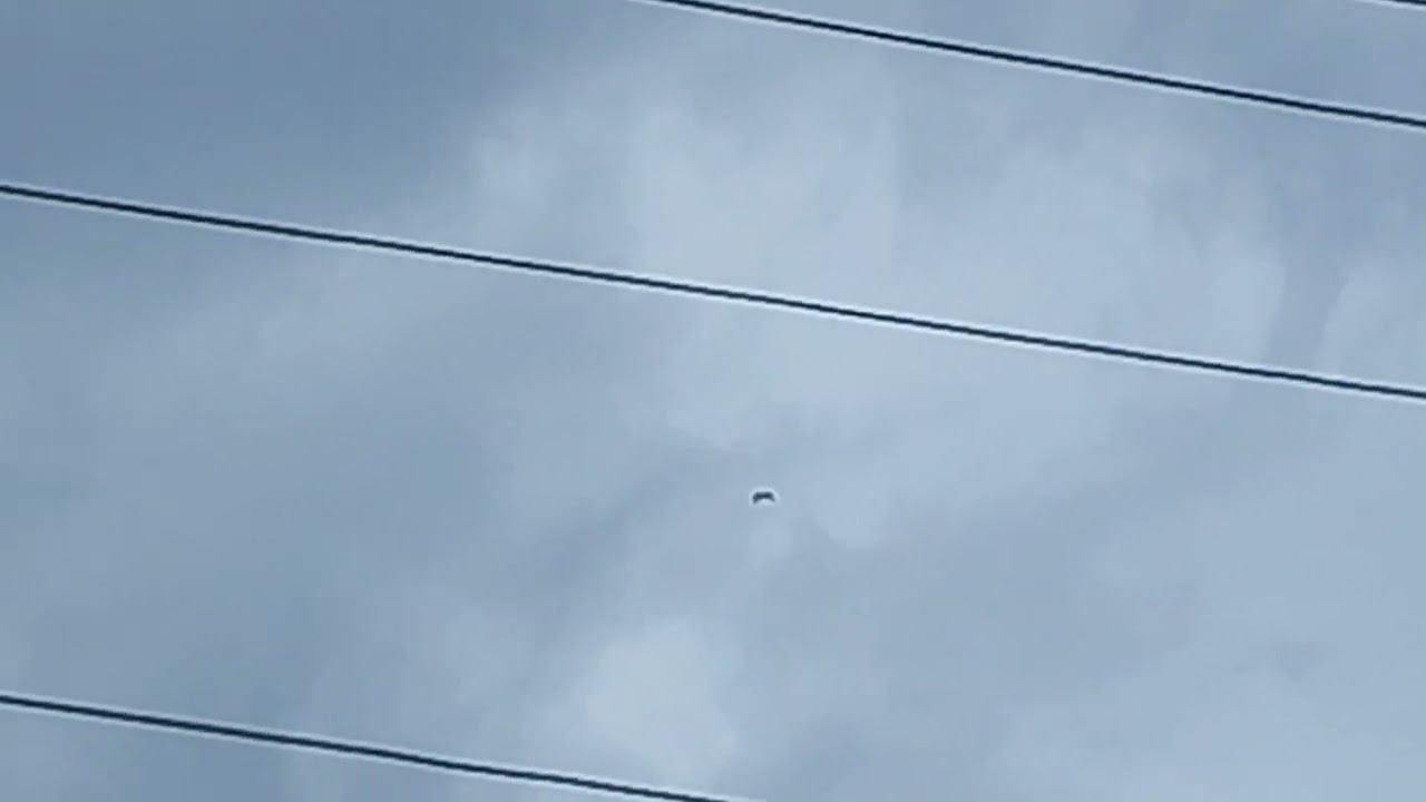 Сапсан атакует