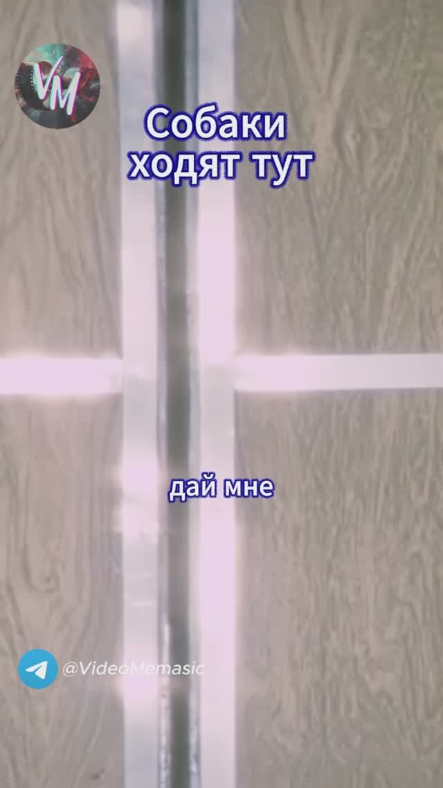 Собаки ходят тут