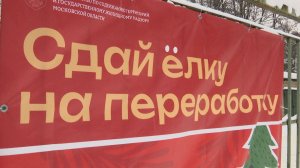 Сдай елку на переработку