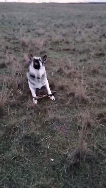 ВЕО - Валентлайф Ченгар, 20 мес. Крым, ноябрь 2025г.