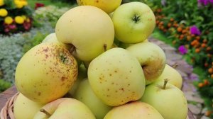 Аркад летний - сорт яблони