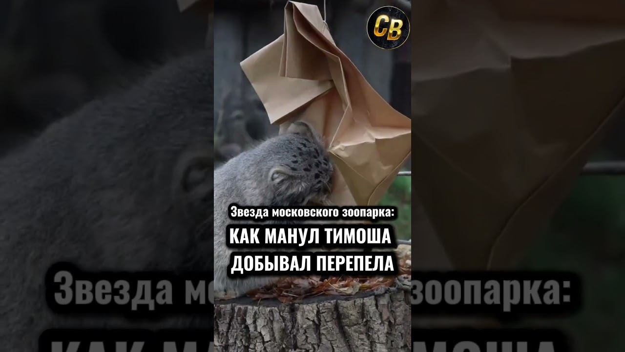 НОВОСТИ МОСКОВСКОГО ЗООПАРКА #милота #московскийзоопарк смотреть онлайн