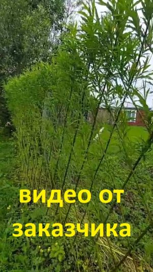ПАВИВА Живая изгородь из ивы от наших заказчиков посажена нами весной 2015 года