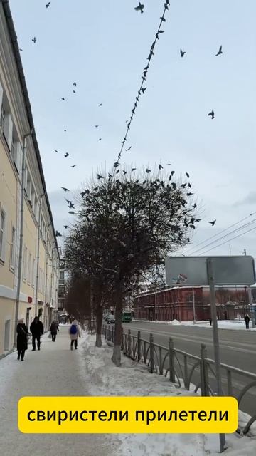 Свиристели в центре Екатеринбурга смотреть онлайн