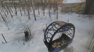 Докормить рядового Синица