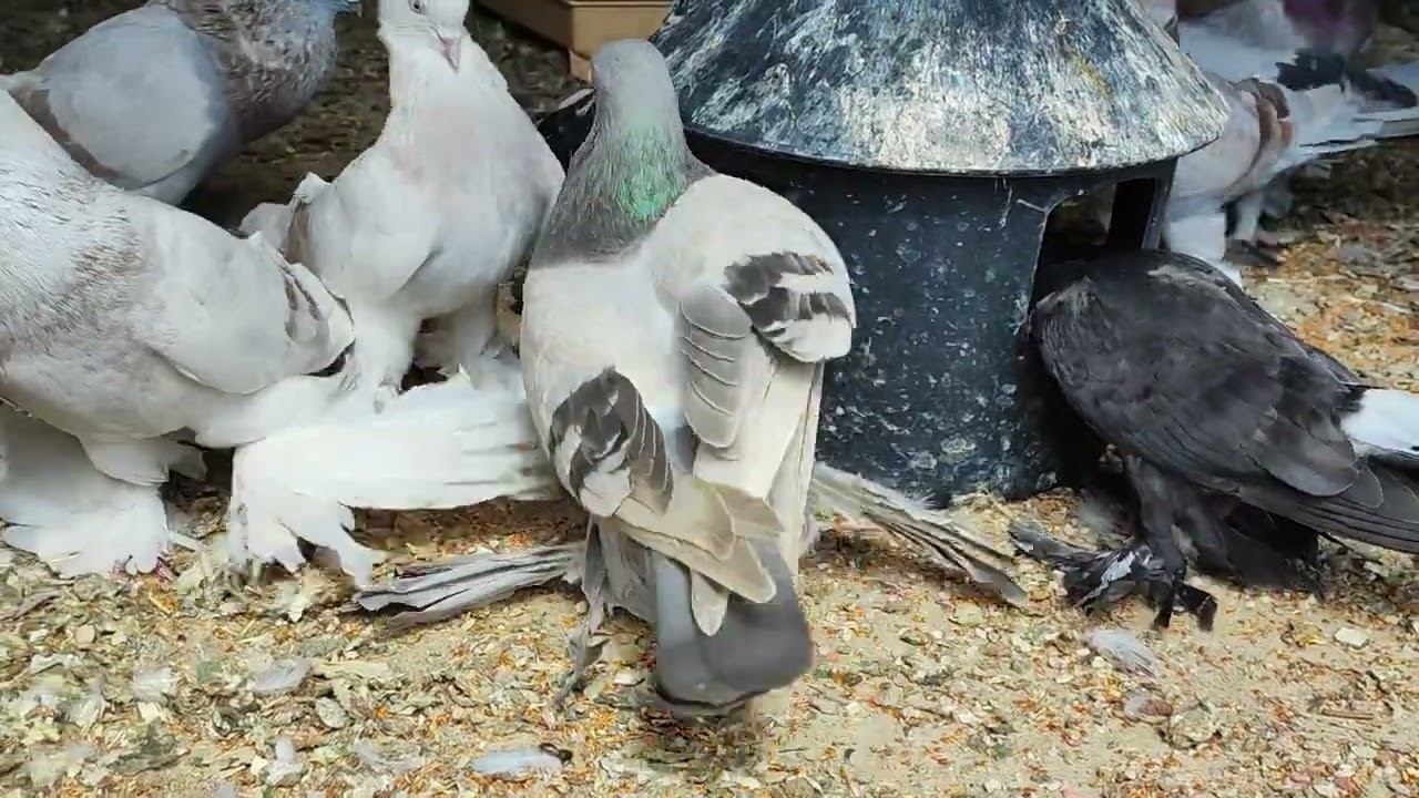 Голуби едят минералку