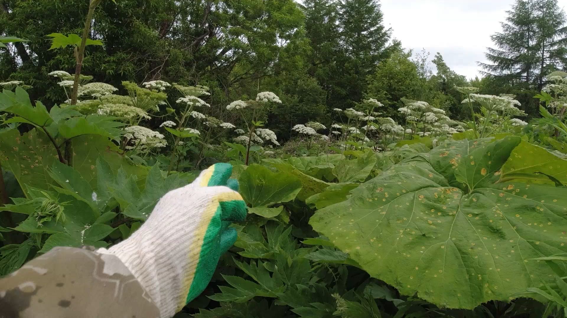 Там давно бросили металл смотреть онлайн