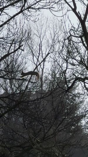 Прыжок белки