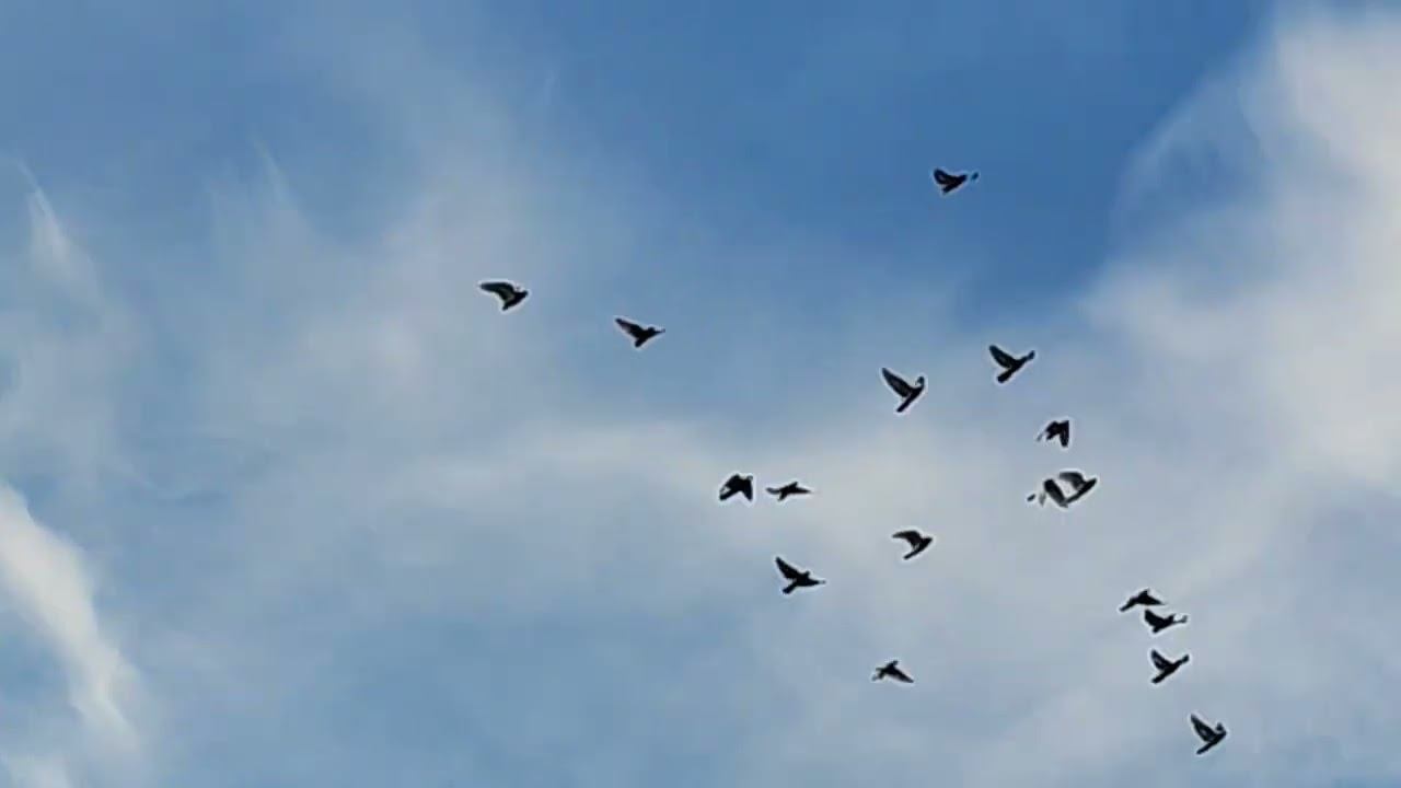 Гон голубей 17.04.2023г.