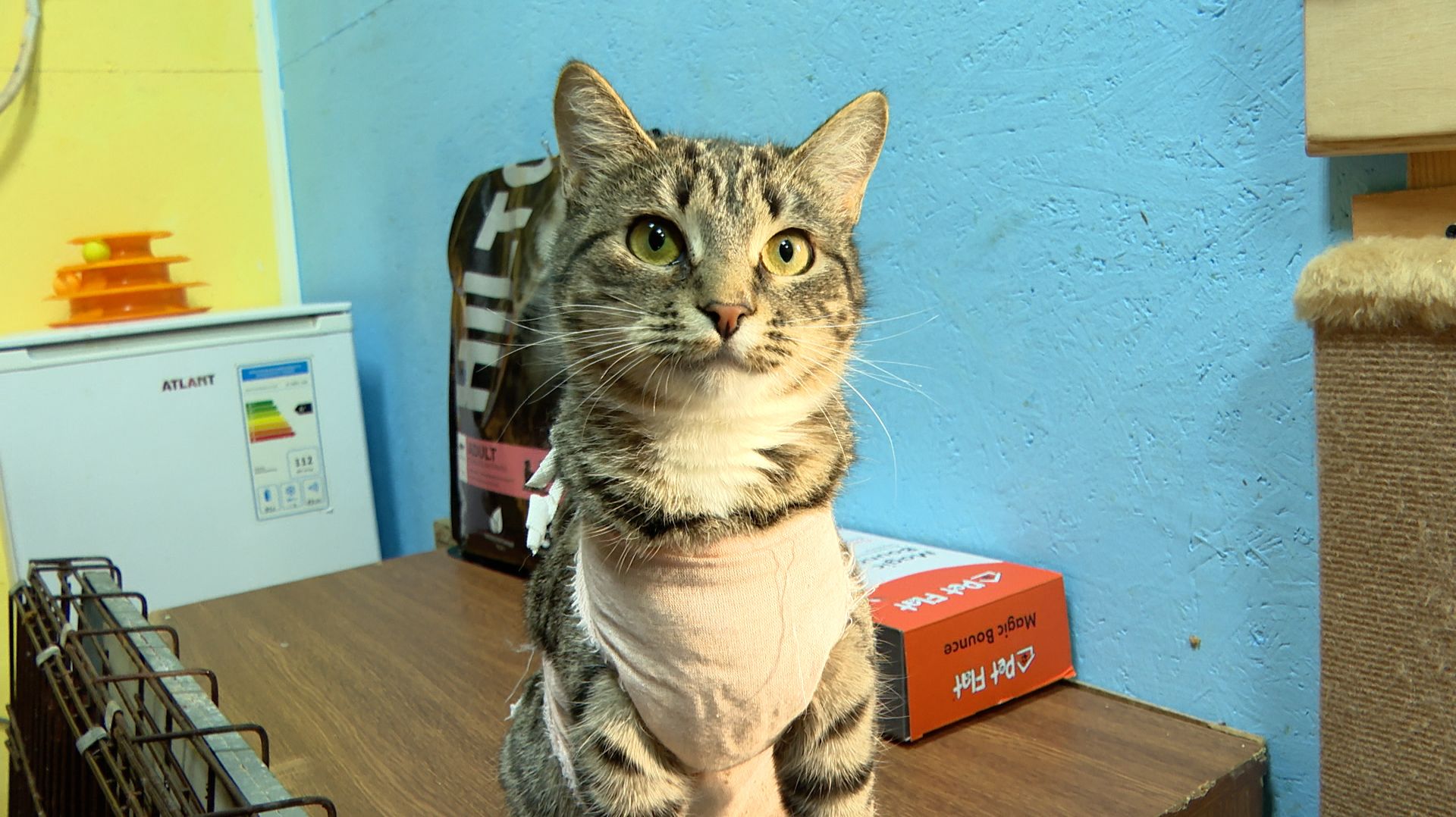 Приюту «Пёс и кот» — 15 лет смотреть онлайн