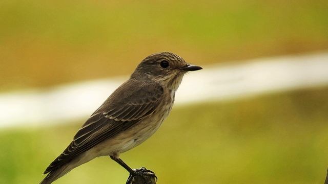 Звук природы. Птицы. Пение птицы Обыкновенная горихвостка в саду смотреть онлайн