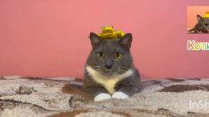 Первый эфир телеканала Котинет