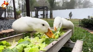Забавные утки мускусные и пекинские на свободном выгуле со своими друзьями ч.(349) ❣️🤗😂