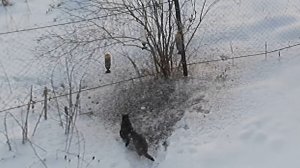 Снегири уходят в небо, котики уходят в снег и не скудеющая рука дающего