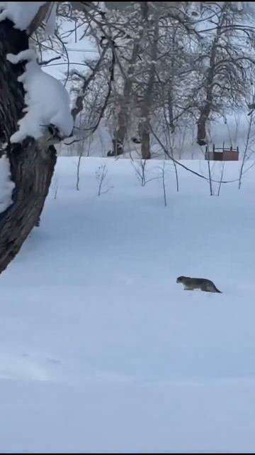 В Китае снежный барс напал на туристку, которая хотела сделать с ним селфи смотреть онлайн