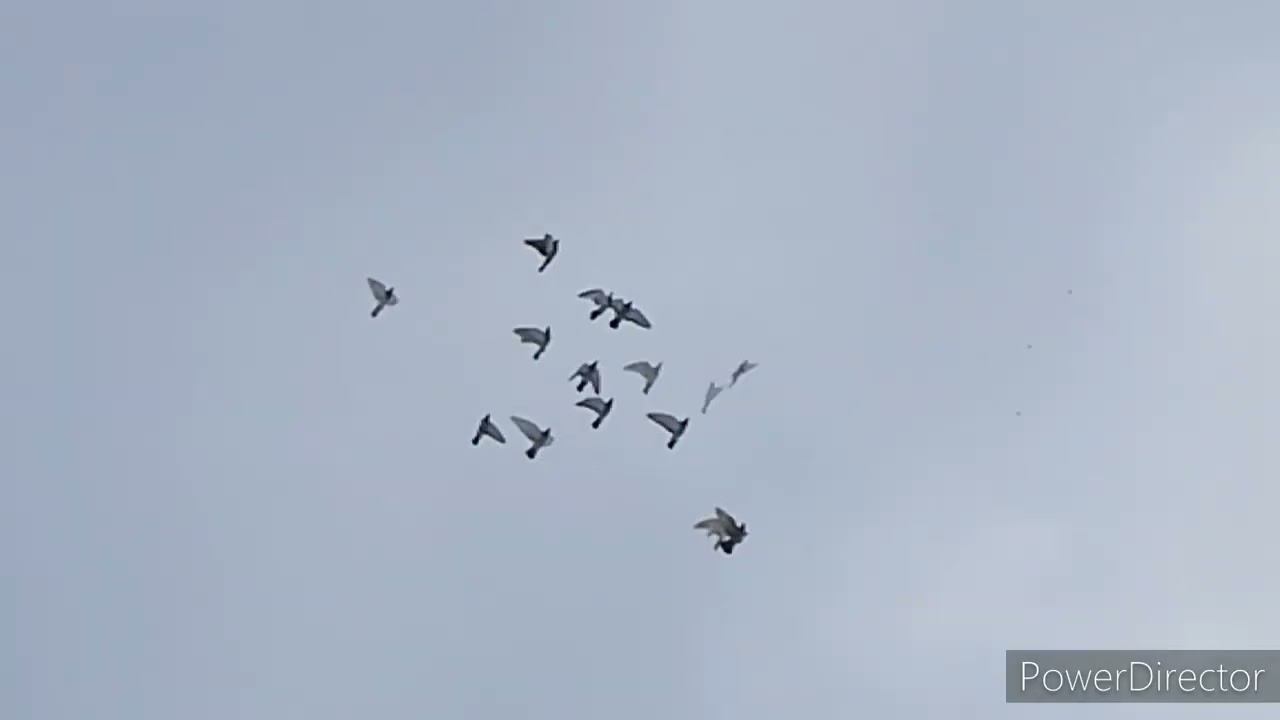 гон голубей 30.01.22г.