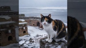 Кошка Орешка (стих) #Саша_Питерской