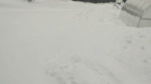 ПИЯРЮСЯ🤫😲 на канале РОЗЫ🌹???ИЛИ   ВЫСКАЗЫВАЮ СВОЁ МНЕНИЕ🤔.??? О как загнала🤭😃