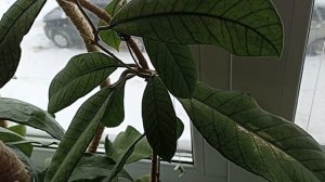 Комнатные Растения На Кухне В Январе